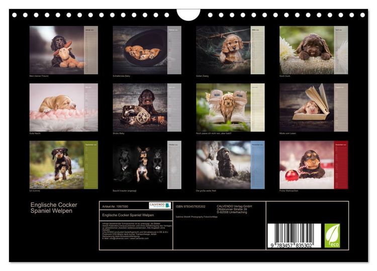 Produktbild: Englische Cocker Spaniel Welpen (Wandkalender 2026 DIN A4 quer), CALVENDO Monatskalender