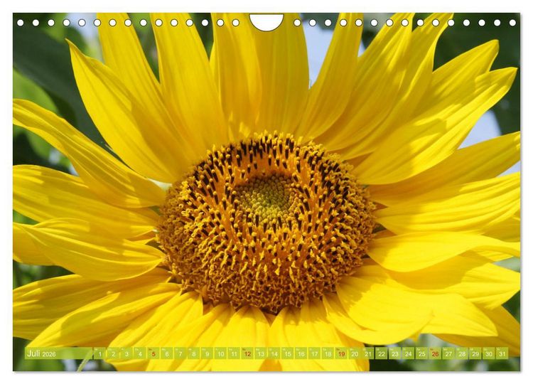 Produktbild: Sonnenblumenwelt (Wandkalender 2026 DIN A4 quer), CALVENDO Monatskalender