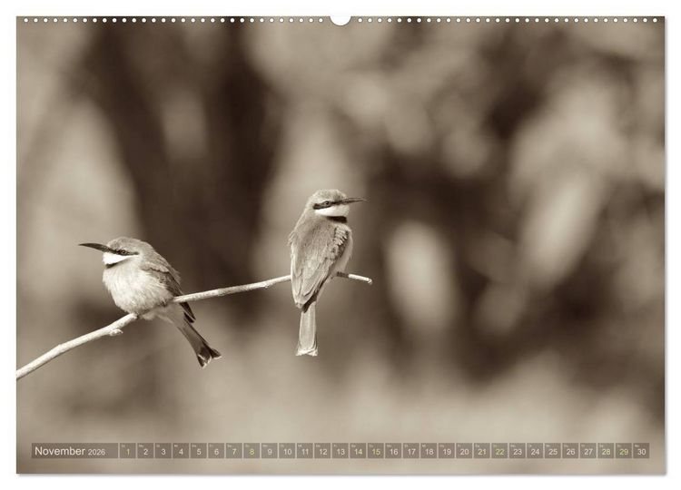 Produktbild: Botswana &ndash; Impressionen aus Afrika (hochwertiger Premium Wandkalender 2026 DIN A2 quer), Kunstdruck in Hochglanz