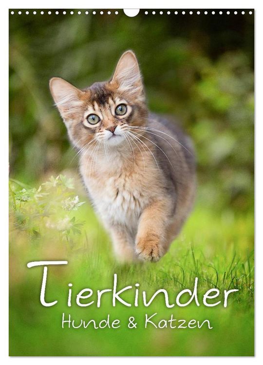 Produktbild: Tierkinder Hunde und Katzen (Wandkalender 2026 DIN A3 hoch), CALVENDO Monatskalender