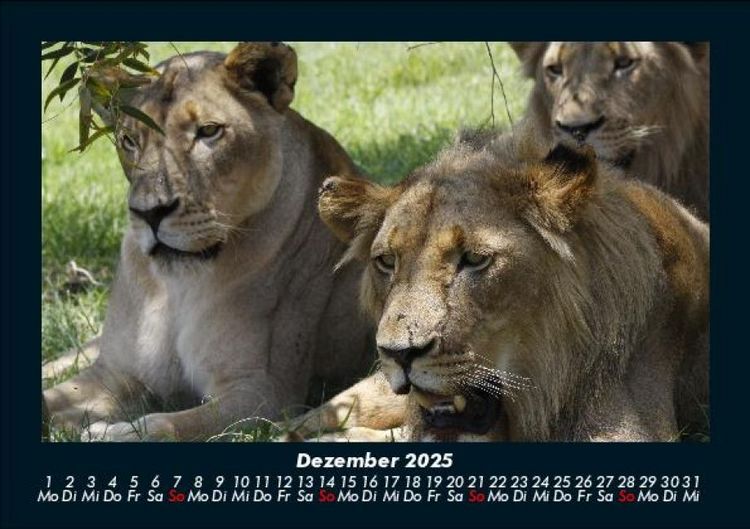 Produktbild: L&ouml;wen in der Wildnis 2025 Fotokalender DIN A5