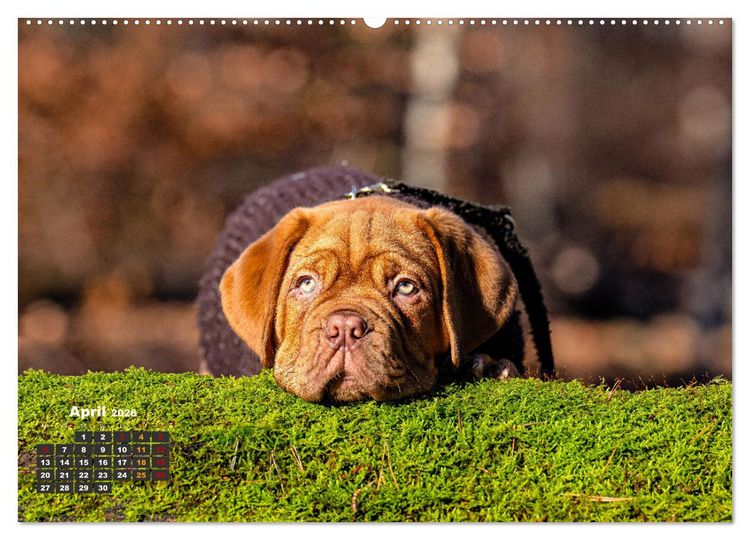Produktbild: Eine kleine Bordeauxdogge entdeckt die Welt (Wandkalender 2026 DIN A2 quer), CALVENDO Monatskalender