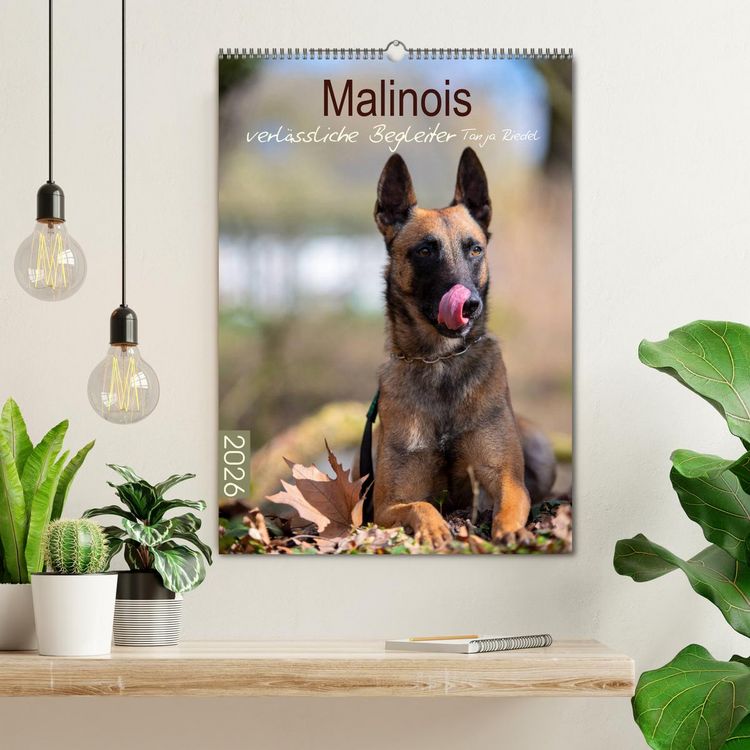Produktbild: Malinois verl&auml;ssliche Begleiter (Wandkalender 2026 DIN A2 hoch), CALVENDO Monatskalender