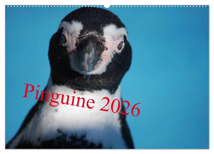 Produktbild: Pinguine 2026 (Wandkalender 2026 DIN A2 quer), CALVENDO Monatskalender