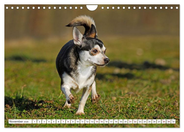 Produktbild: Enegieb&uuml;ndel Chihuahua - Temperament auf vier Pfoten (Wandkalender 2026 DIN A4 quer), CALVENDO Monatskalender