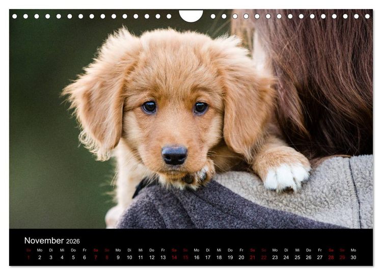 Produktbild: Toller - Nova Scotia Duck Tolling Retriever (Wandkalender 2026 DIN A4 quer), CALVENDO Monatskalender