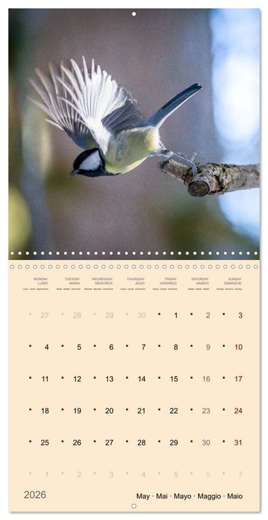 Produktbild: Portraits d'oiseaux des beaut&eacute;s plumeuses (Calendrier mural carr&eacute; 2026 30x30 cm) Calendrier double avec une page pour vos prises de notes