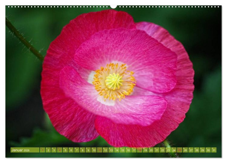 Produktbild: Mohn Tage (hochwertiger Premium Wandkalender 2026 DIN A2 quer), Kunstdruck in Hochglanz