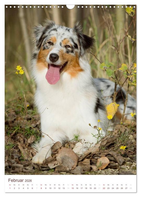 Produktbild: Australian Shepherds (Wandkalender 2026 DIN A3 hoch), CALVENDO Monatskalender