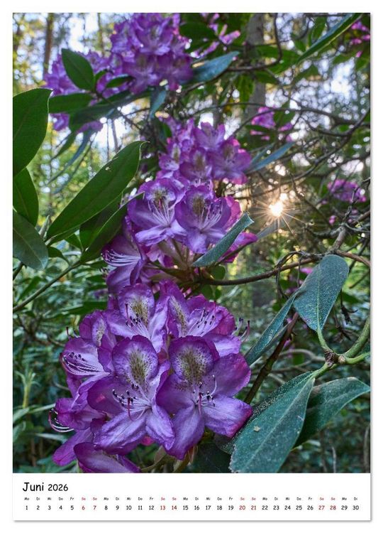 Produktbild: Zauberhafte Rhododendren (Wandkalender 2026 DIN A3 hoch), CALVENDO Monatskalender