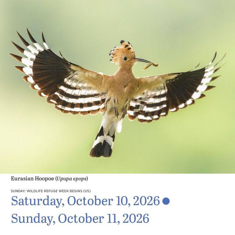 Produktbild: Audubon Birds Page-A-Day(r) Calendar 2026