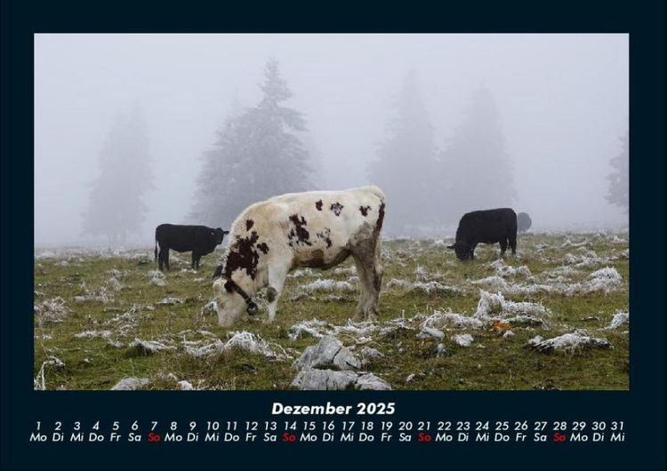 Produktbild: Kuhkalender 2025 Fotokalender DIN A4