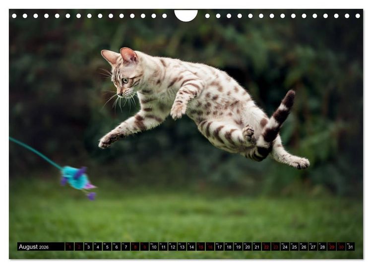 Produktbild: Bengalen Outdoor und Action (Wandkalender 2026 DIN A4 quer), CALVENDO Monatskalender