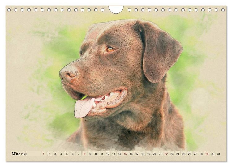 Produktbild: Labrador Retriever 2026 (Wandkalender 2026 DIN A4 quer), CALVENDO Monatskalender