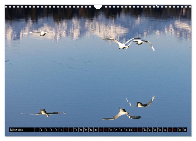 Produktbild: Die Eleganz der Schw&auml;ne (Wandkalender 2026 DIN A3 quer), CALVENDO Monatskalender