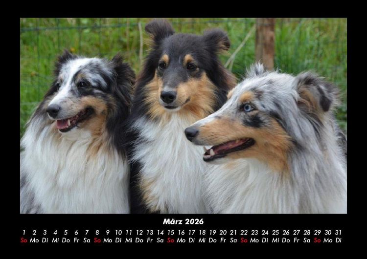 Produktbild: Hundezauber 2026 Fotokalender DIN A3