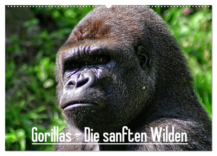 Produktbild: Gorillas - Die sanften Wilden (Wandkalender 2026 DIN A2 quer), CALVENDO Monatskalender