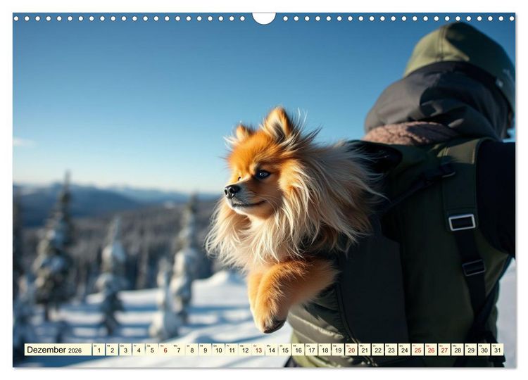 Produktbild: Tausendsassa - Pomeranian (Wandkalender 2026 DIN A3 quer), CALVENDO Monatskalender
