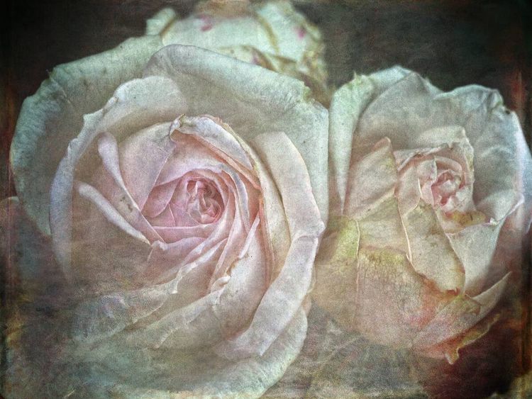 Produktbild: CALVENDO Puzzle Romantische Rosen - Shabby Chic Style | 1000 Teile Lege-Gr&ouml;&szlig;e 64x48cm Foto-Puzzle f&uuml;r gl&uuml;ckliche Stunden