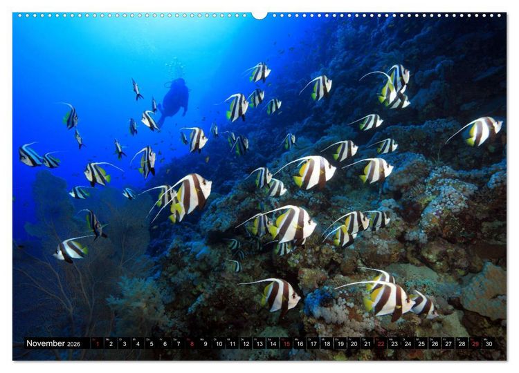 Produktbild: Rotes Meer Unterwasser (Wandkalender 2026 DIN A2 quer), CALVENDO Monatskalender