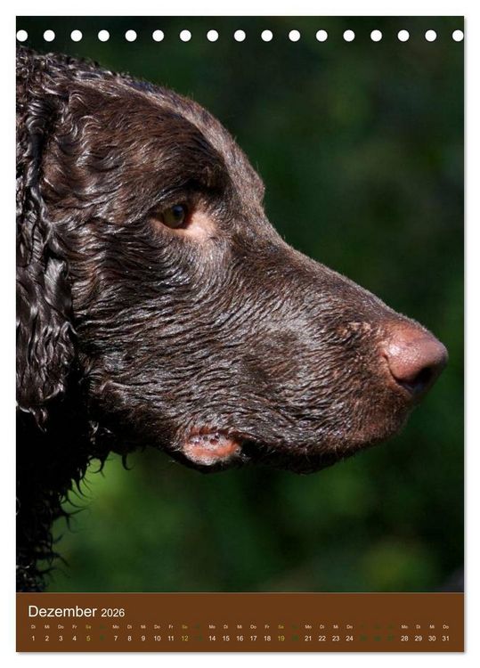 Produktbild: Curly Coated Retriever 2026 (Tischkalender 2026 DIN A5 hoch), CALVENDO Monatskalender