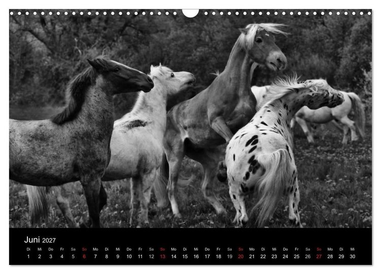Produktbild: Pferde 2027 Wild Thing (Wandkalender 2027 DIN A3 quer), CALVENDO Monatskalender