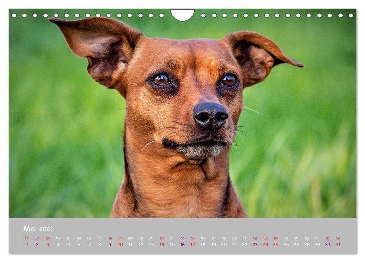 Produktbild: Dein Hund der treue Begleiter (Wandkalender 2026 DIN A4 quer), CALVENDO Monatskalender