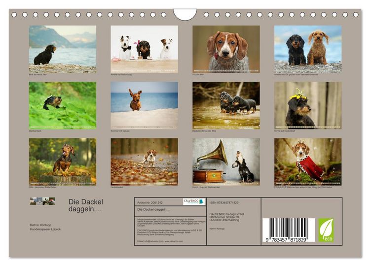 Produktbild: Die Dackel daggeln.... (Wandkalender 2026 DIN A4 quer), CALVENDO Monatskalender