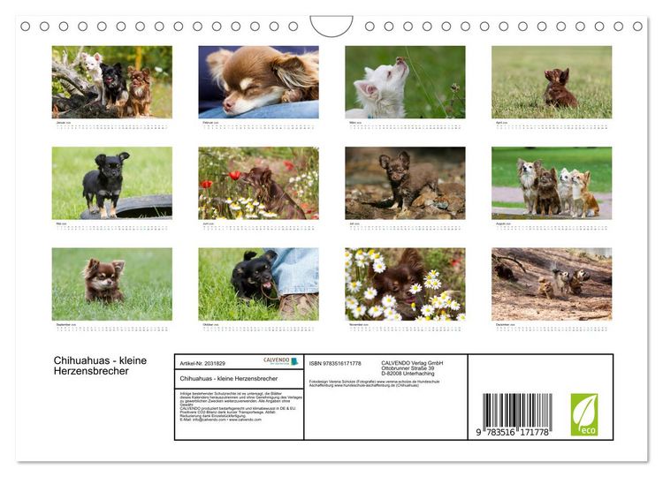 Produktbild: Chihuahuas - kleine Herzensbrecher (Wandkalender 2026 DIN A4 quer), CALVENDO Monatskalender