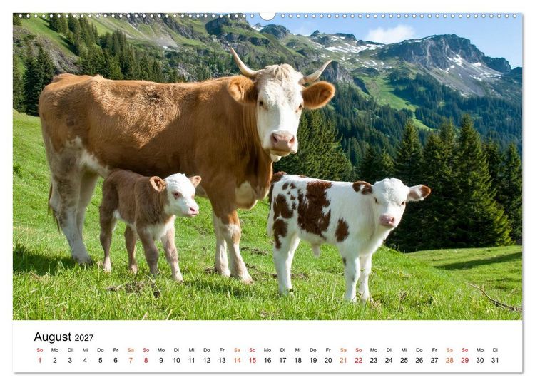 Produktbild: Bergk&uuml;he auf der Alm - Natur pur (hochwertiger Premium Wandkalender 2027 DIN A2 quer), Kunstdruck in Hochglanz