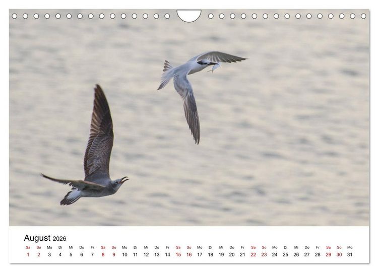 Produktbild: M&ouml;wen am Meer (Wandkalender 2026 DIN A4 quer), CALVENDO Monatskalender