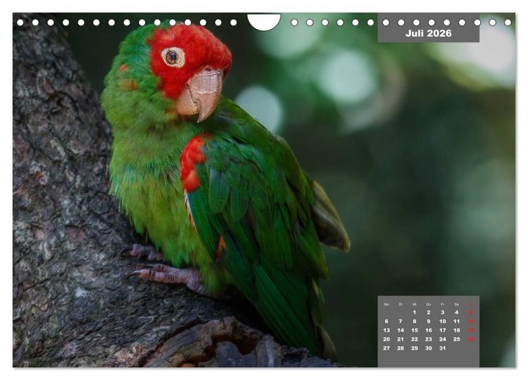Produktbild: Papageien - Frech, sch&ouml;n und schlau (Wandkalender 2026 DIN A4 quer), CALVENDO Monatskalender