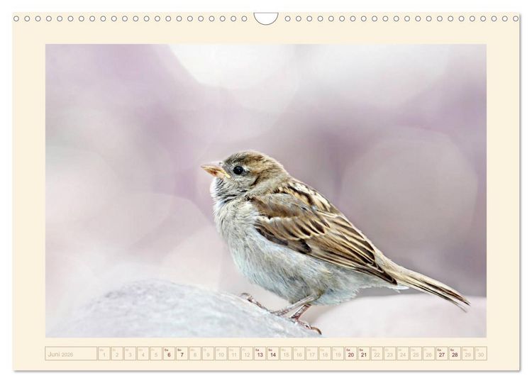 Produktbild: Freche Spatzen (Wandkalender 2026 DIN A3 quer), CALVENDO Monatskalender