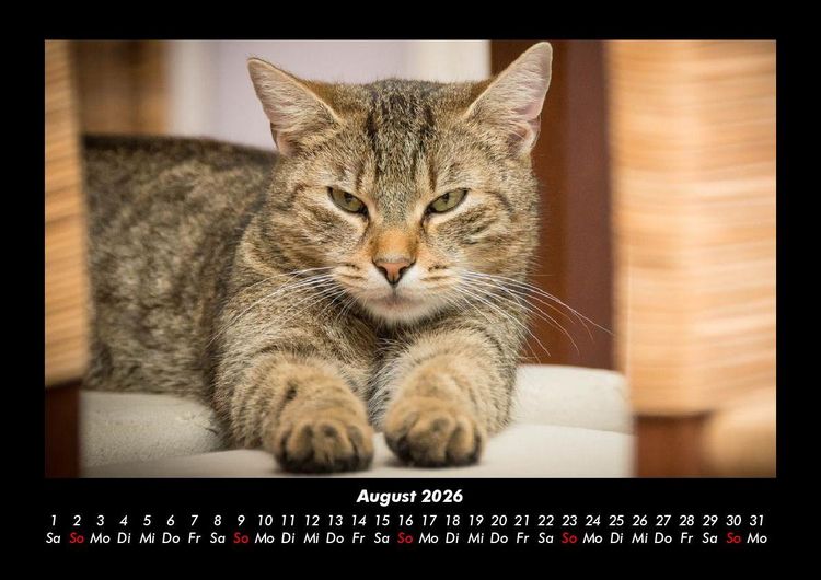 Produktbild: F&uuml;r Katzenfreunde 2026 Fotokalender DIN A3
