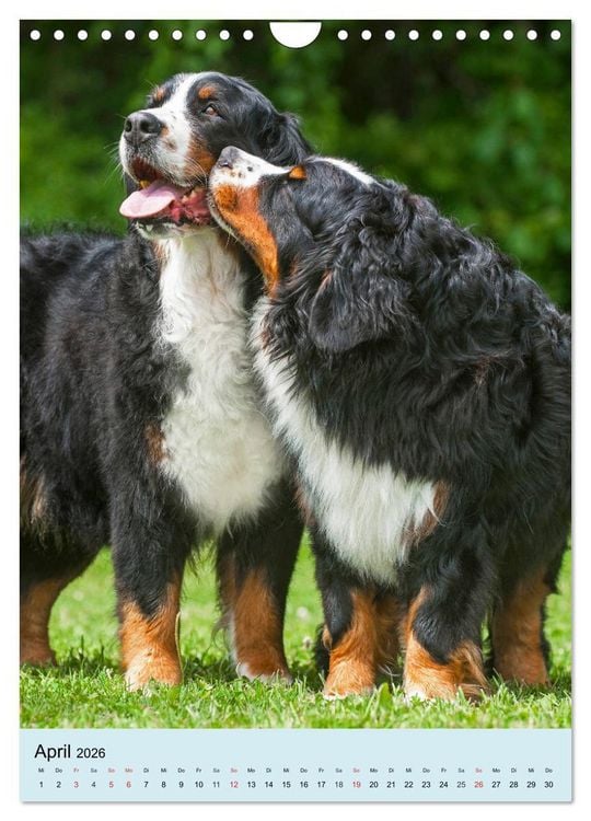 Produktbild: Berner Sennenhund - stark , sch&ouml;n und liebenswert (Wandkalender 2026 DIN A4 hoch), CALVENDO Monatskalender
