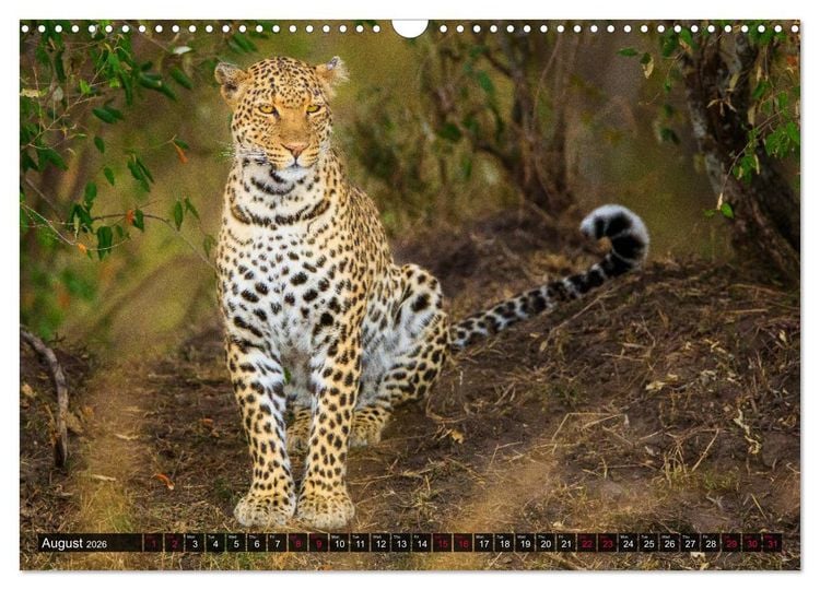 Produktbild: Leopards in the wild (Wall Calendar 2026 DIN A3 landscape), CALVENDO 12 Month Wall Calendar