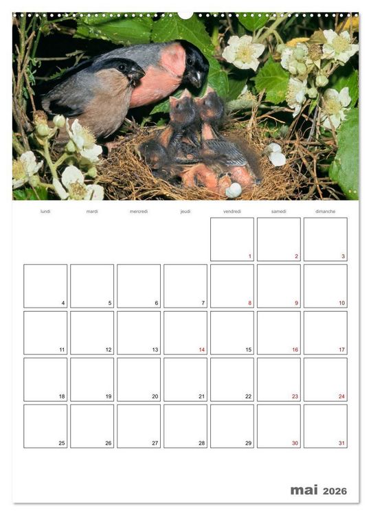 Produktbild: Les passereaux &agrave; l'or&eacute;e de la vie (Calendrier mural 2026 DIN A2 horizontal), CALVENDO calendrier mensuel