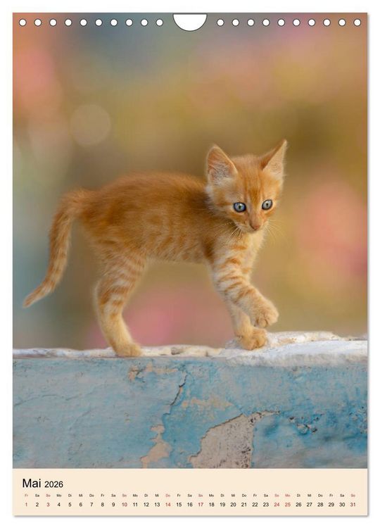 Produktbild: Katzen von Rhodos (Wandkalender 2026 DIN A4 hoch), CALVENDO Monatskalender