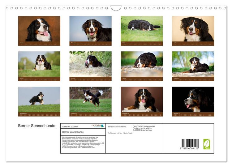 Produktbild: Berner Sennenhunde (Wandkalender 2026 DIN A3 quer), CALVENDO Monatskalender