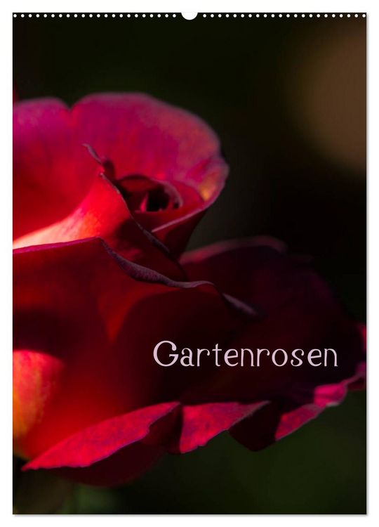 Produktbild: Gartenrosen (Wandkalender 2026 DIN A2 hoch), CALVENDO Monatskalender