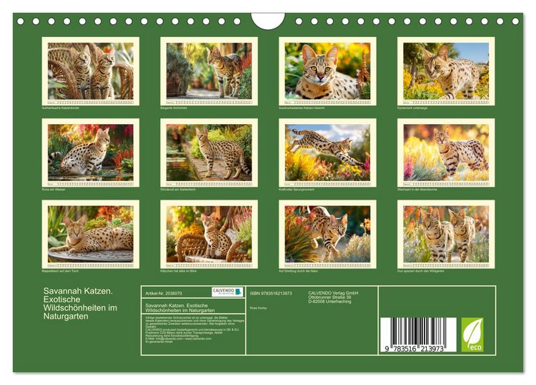 Produktbild: Savannah Katzen. Exotische Wildsch&ouml;nheiten im Naturgarten (Wandkalender 2026 DIN A4 quer), CALVENDO Monatskalender