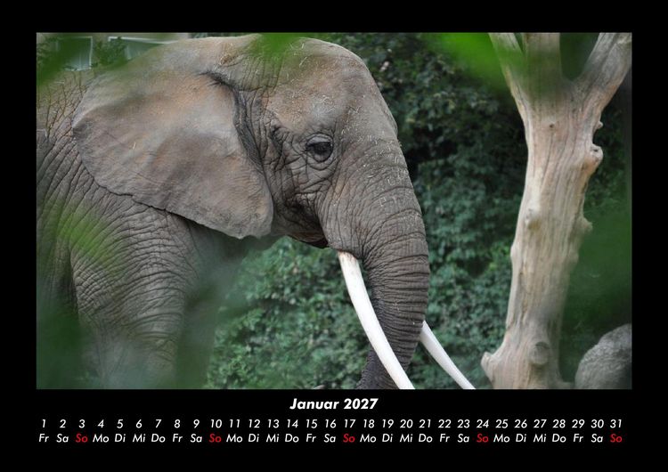 Produktbild: Der Elefantenkalender 2027 Fotokalender DIN A3