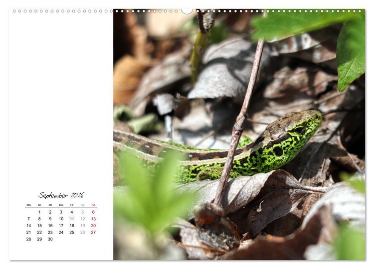 Produktbild: Eidechsen, flinke R&auml;uber (Wandkalender 2026 DIN A2 quer), CALVENDO Monatskalender
