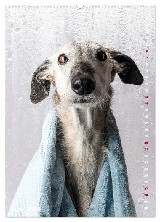 Produktbild: dogmuse deluxe (hochwertiger Premium Wandkalender 2026 DIN A2 hoch), Kunstdruck in Hochglanz