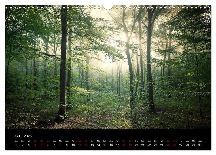 Produktbild: Lumi&egrave;res de Broc&eacute;liande (Calendrier mural 2026 DIN A3 vertical), CALVENDO calendrier mensuel
