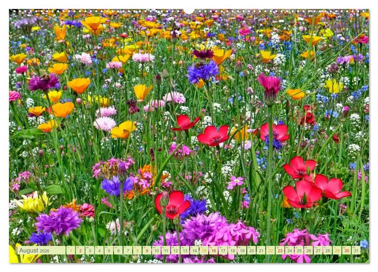 Produktbild: Blumenwiesen &ndash; ein bl&uuml;tenzauberhaftes Jahr (Wandkalender 2026 DIN A2 quer), CALVENDO Monatskalender