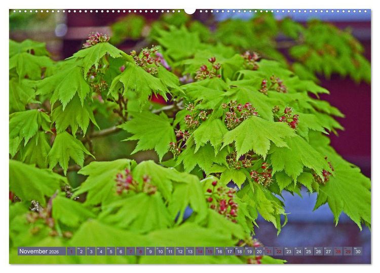 Produktbild: Japanischer Garten Leverkusen (Wandkalender 2026 DIN A2 quer), CALVENDO Monatskalender