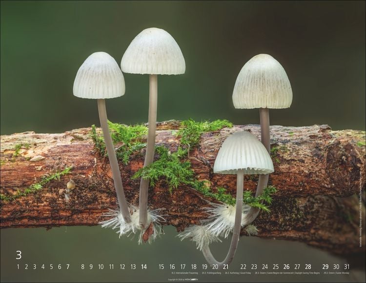 Produktbild: Wunderwelt der Pilze Kalender 2027