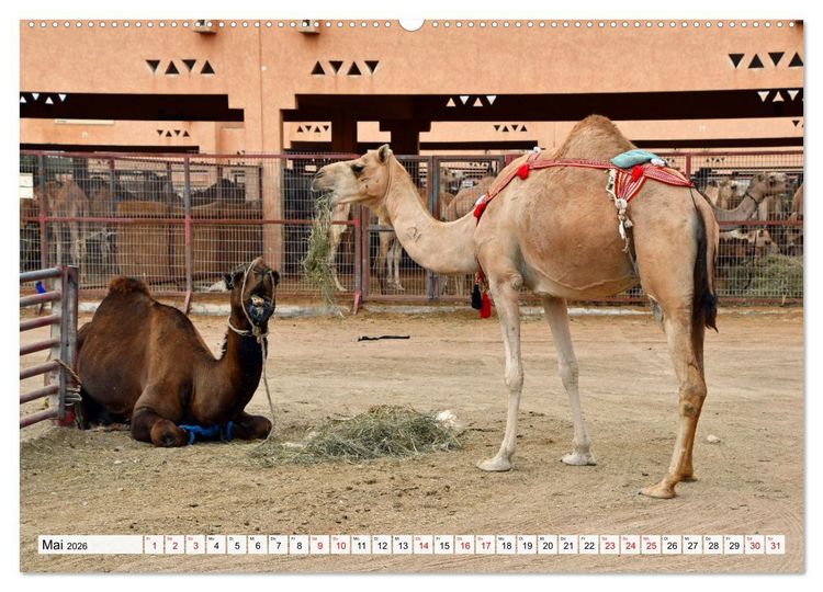 Produktbild: Die EMIRATES zwischen Dubai und Abu Dhabi (Wandkalender 2026 DIN A2 quer), CALVENDO Monatskalender