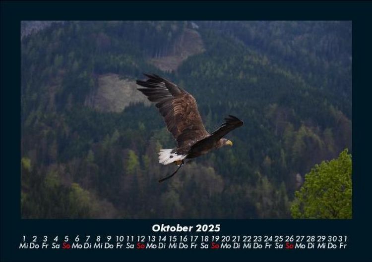 Produktbild: Adler 2025 Fotokalender DIN A5
